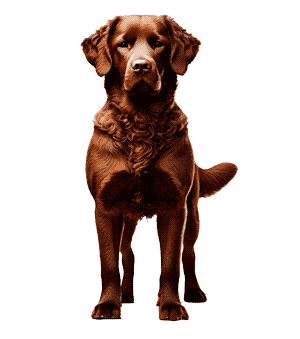Retriever de Chesapeake: Un Compañero Leal y Versátil