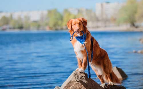 Retriever de Nueva Escocia: Un Compañero Versátil y Enérgico