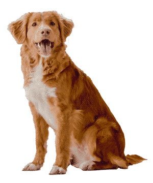 Retriever de Nueva Escocia: Un Compañero Versátil y Enérgico