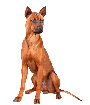 Ridgeback Tailandés: Un Tesoro Nacional Canino