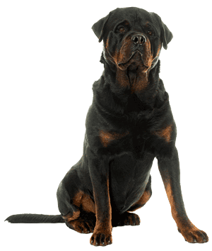 Rottweiler: Una Raza Imponente y Leal