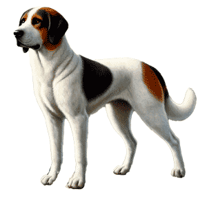 Sabueso de los Pirineos: El Noble Perro Cazador de las Montañas