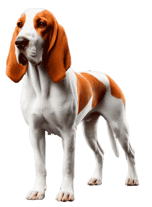 Sabueso Francés Blanco y Naranja: Elegancia y Eficiencia en la Caza