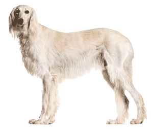 Saluki: El Elegante Corredor del Desierto