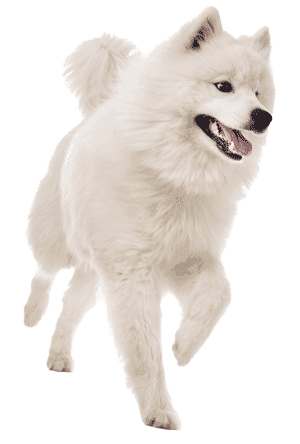 El Samoyedo: Una Raza de Perro Excepcional