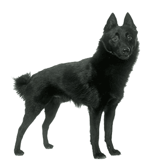 Schipperkes: El Pequeño Guardián Belga