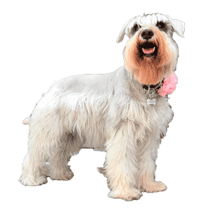 Schnauzer Estándar: Una Raza Versátil y Enérgica