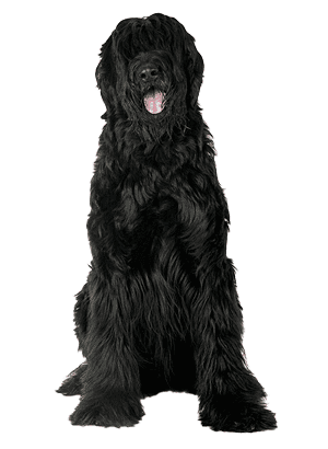 El Schnauzer Gigante: Un Compañero Imponente y Leal