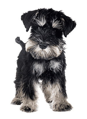Schnauzer Miniatura: Un Compañero Versátil y Encantador