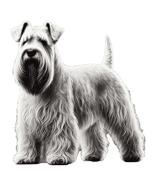 Sealyham Terrier: Elegancia y Valentía en Miniatura