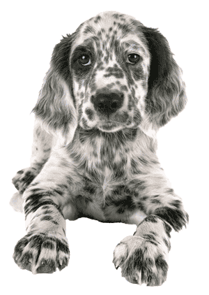 El Setter Inglés: Elegancia y Energía en un Solo Perro