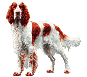 El Setter Irlandés Rojo y Blanco: Un Elegante Compañero