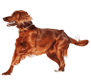 El Setter Irlandés: Elegancia y Energía en un Solo Paquete