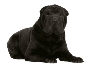 Shar Pei: Historia, Características y Datos Curiosos de una Raza Única