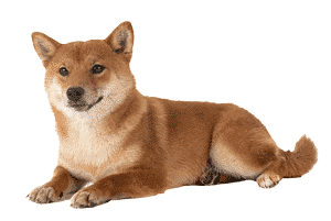 Shiba Inu: Un Compañero Leal y Autónomo