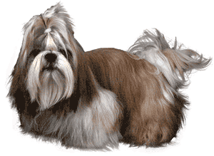 La Raza de Perros Shih Tzu: Una Combinación de Historia y Elegancia