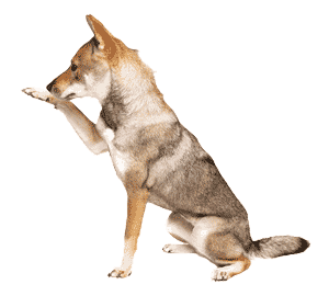 Shikoku Inu: El Guerrero Noble de Japón