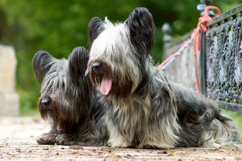 Skye Terrier: Elegancia y Lealtad en un Pequeño Paquete