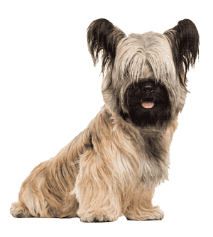 Skye Terrier: Elegancia y Lealtad en un Pequeño Paquete