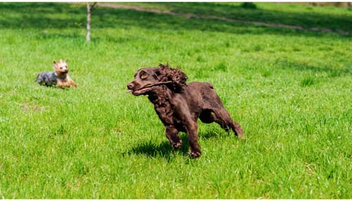 Spaniel Alemán: Una Raza Versátil y Amigable