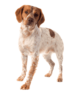Spaniel Bretón: La Joya de la Caza y Compañía Familiar