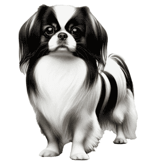 Spaniel Japonés: Una Joya Canina de la Aristocracia Japonesa