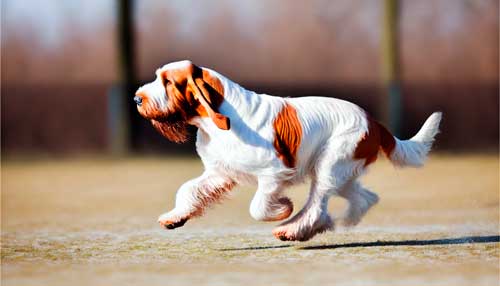 El Spinone Italiano: Un Compañero Versátil y Amigable