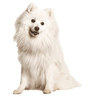 Spitz Japonés: Elegancia y Lealtad en una Raza Canina