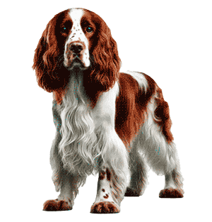 Springer Spaniel Galés: Una Raza de Perros Versátil y Afectuosa