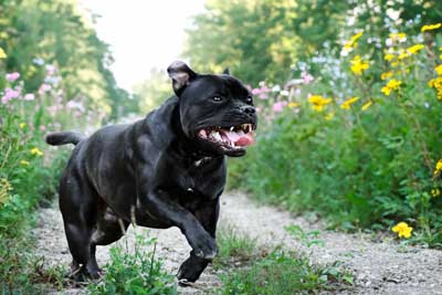 Staffordshire Bull Terrier: El Guerrero con Corazón de Oro