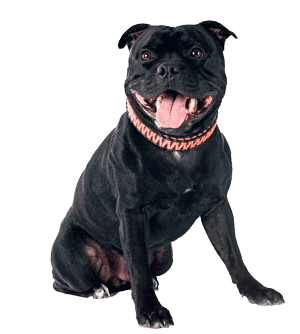 Staffordshire Bull Terrier: El Guerrero con Corazón de Oro