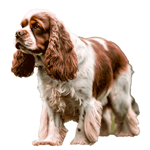 Sussex Spaniel: Una Joya Canina de Inglaterra