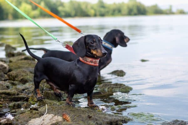 Grupo 4 de la FCI: Descubre los Encantadores Teckels o Dachshunds