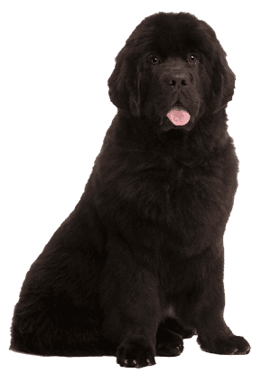 Terranova: Gigantes Gentiles del Mundo Canino