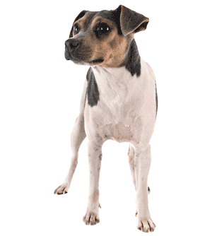 Terrier Brasileño: Un Compañero Ágil y Energético