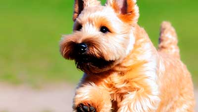 Terrier de Norfolk: El encantador