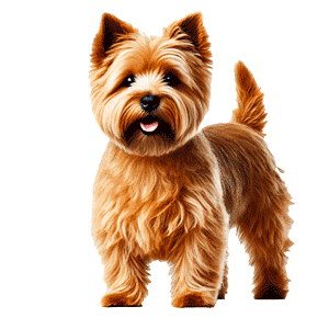 Terrier de Norfolk: El encantador