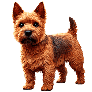 Terrier de Norwich: Pequeño pero Valiente