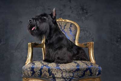 Terrier Escocés: Un Compañero Valiente y Encantador