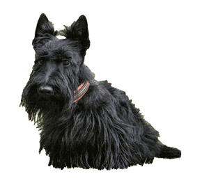 Terrier Escocés: Un Compañero Valiente y Encantador