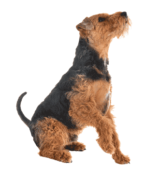 Terrier Galés: Un Compañero Leal y Energético