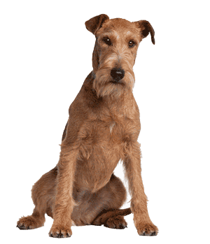 Terrier Irlandés: Un Compañero Valiente y Leal