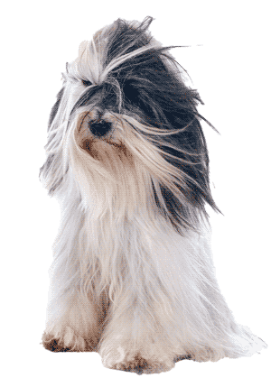 Terrier Tibetano: Un Compañero Fiel y Versátil