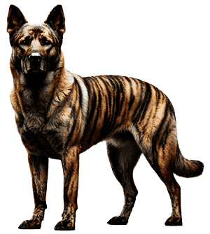 Tiger Brindle Shepherd: El Pastor de Rayas Únicas