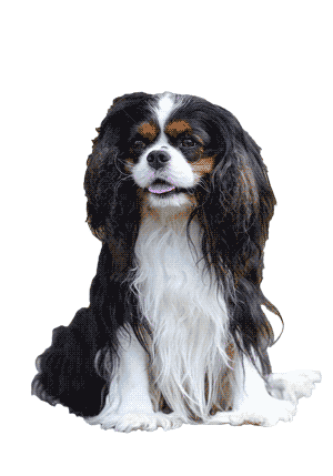 Toy Spaniel Inglés: Un Compañero Real