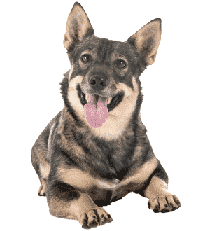 Vallhund Sueco: El Pastor Viking