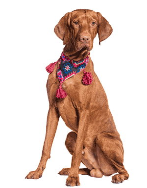 Vizsla: El Perro Húngaro de Elegancia y Energía
