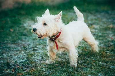West Highland White Terrier: Guía Completa y Datos Curiosos