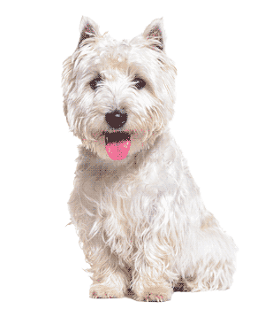 West Highland White Terrier: Guía Completa y Datos Curiosos