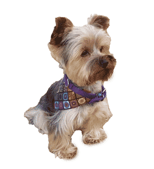 Yorkshire Terrier: Un Pequeño Gigante de Carácter y Encanto